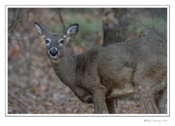 White-tailed Doe 1.jpg
